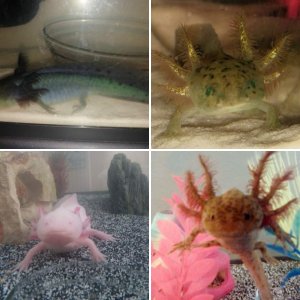 My Axolotls