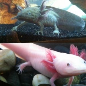 My axolotls