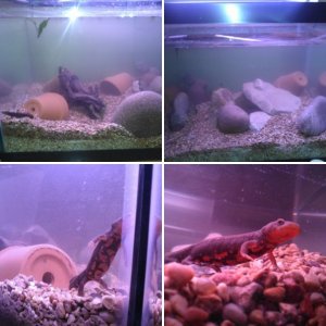 My First Newts
