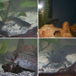 My Axies!!!