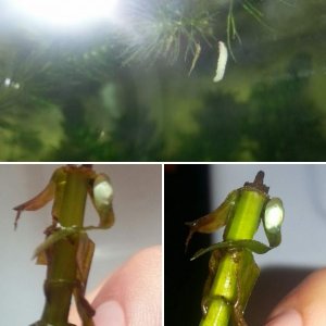 Egg