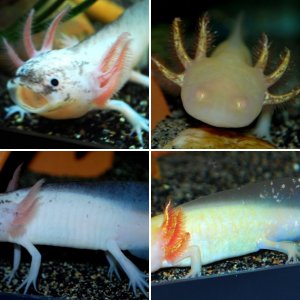 Abby's Axies