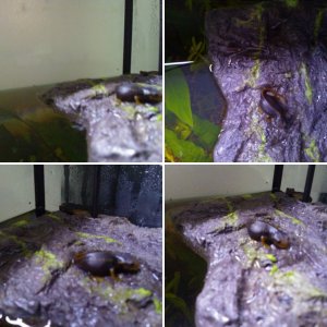 sick little newt that needs help