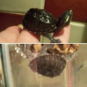 Other Pets