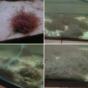 Black Worms