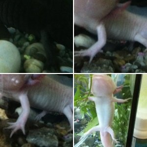 our new axolotls