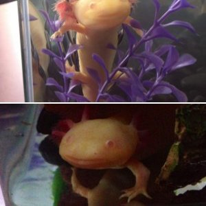 My Axies