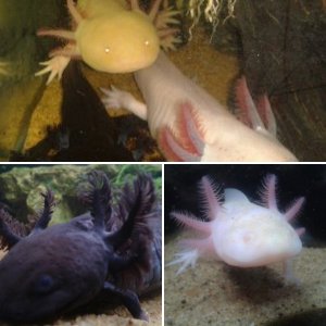 My Axolotls