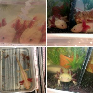 my axies