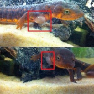 Abscess - Paddle tail