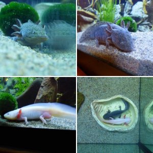 My Axies!