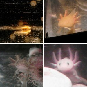 my first axolotls