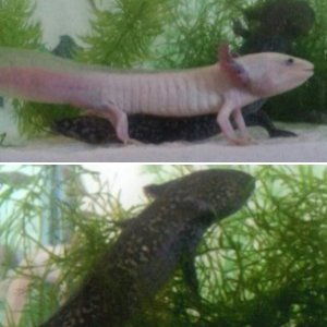 my axolotls