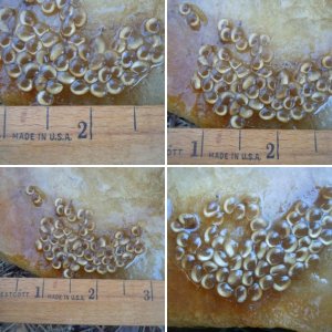 Salamander eggs developing over 2 weeks time...