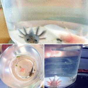 Welcome tot he family! <3