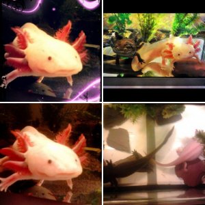 My Axolotls