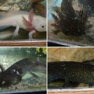 Axolotls