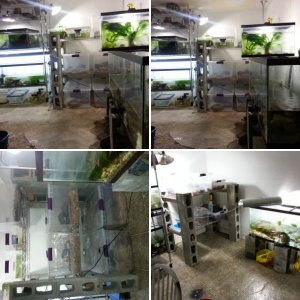 Newt room in progress