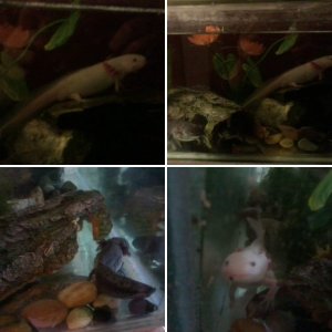 My Axies