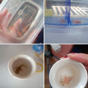 Axolotls!