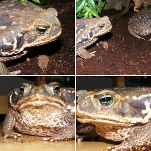 Rococo Toads