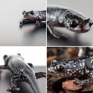 Slimy Salamander