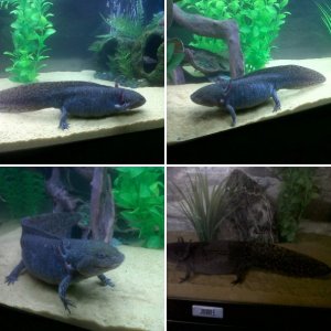 My Axolotl - Evo