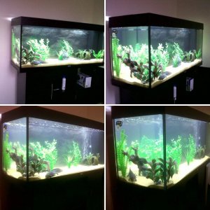 Evo's Tank - Rio 240