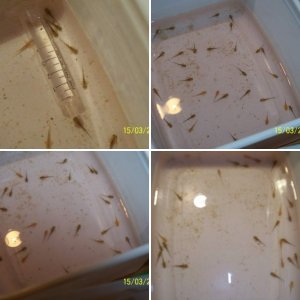 Axolotl Fry