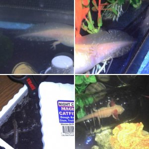 Charmander the Axolotl!
