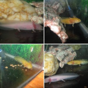 our babies 'sunshine/sunny and scaler'