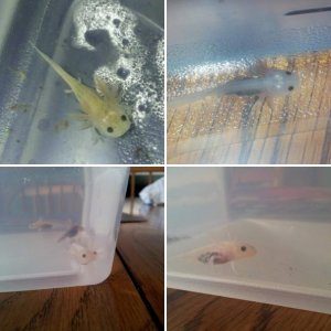 Axolotls!