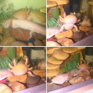 my babies