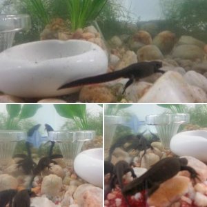Cynops pyrrhogaster