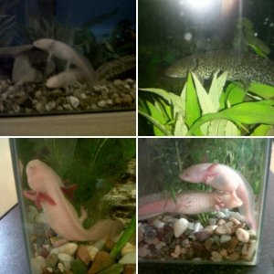 my lovely axolotls