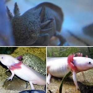 My Axolotls