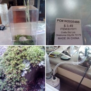 Micro terrarium efts setup