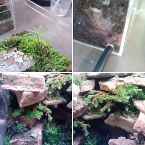 20 days old Micro terrarium