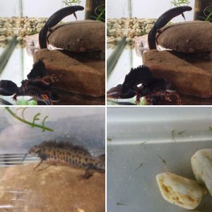 Triturus dobrogicus