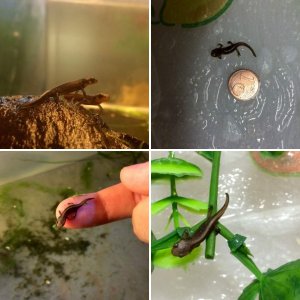My Newts