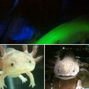 My Axies