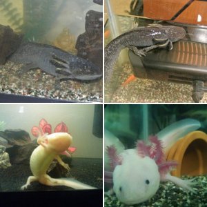 Pics of Stark and Xavier