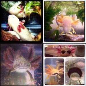 lotsa lotls