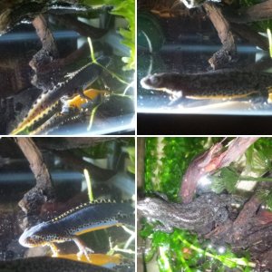 My Alpine Newts