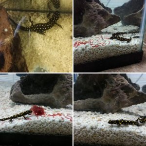 Neurergus strauchii