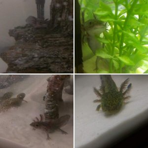 Axolotls