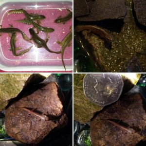 My Smooth Newts
