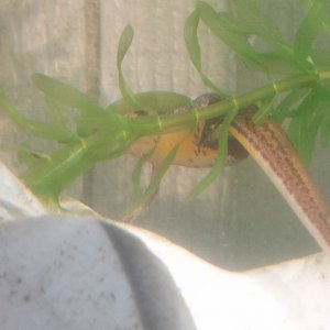 My Palmate Newts