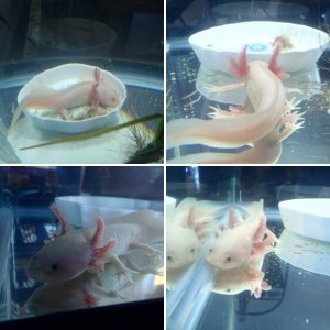 Amigo