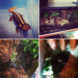 Student Newt Room: Set-ups